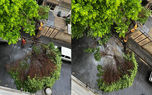 بارش باران درخت تنومند را شکست + عکس